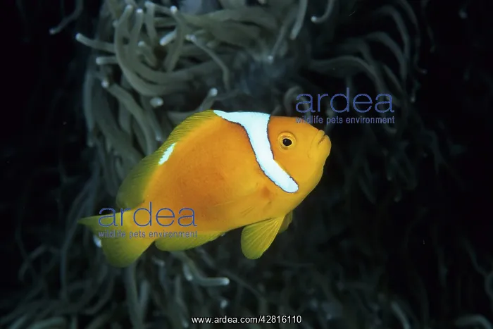 : White-bonnett anemonefish, Amphiprion leucokranos, Walindi : White-bonnett anemonefish, Amphiprion leucokranos, Walindi
