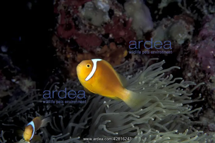  : White-bonnett anemonefish, Amphiprion leucokranos, Walindi