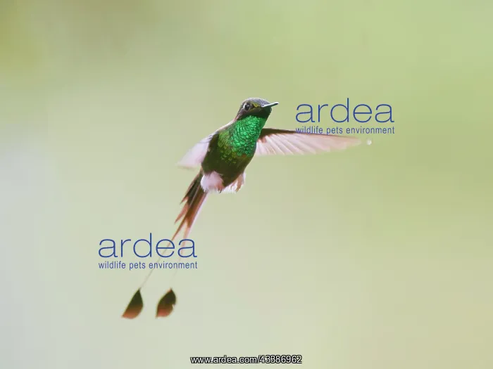 : White Booted Racket Tail Hummingbird - in flight : White Booted Racket Tail Hummingbird - in flight