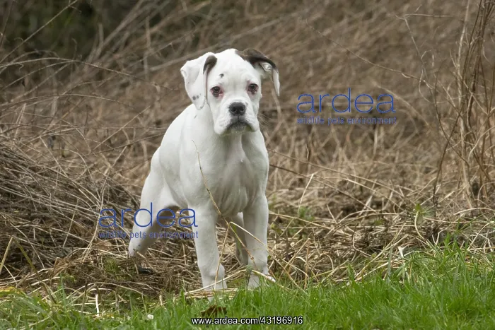 : White Boxer dog puppy outdoors : White Boxer dog puppy outdoors