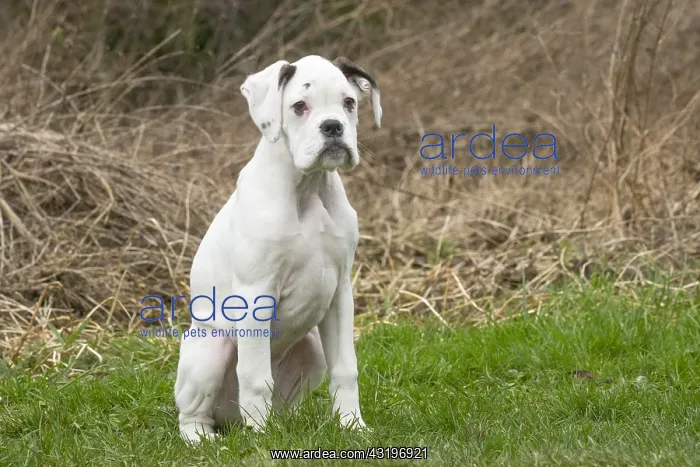 : White Boxer dog puppy outdoors : White Boxer dog puppy outdoors