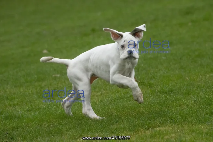 : White Boxer dog puppy outdoors : White Boxer dog puppy outdoors