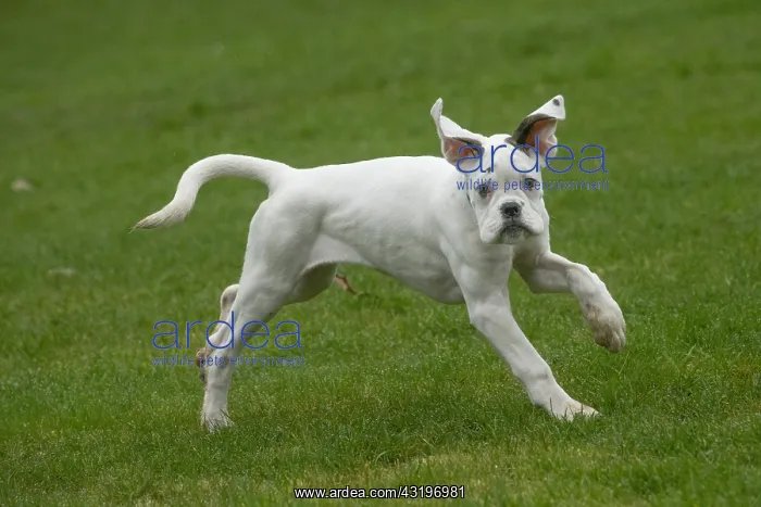 : White Boxer dog puppy outdoors : White Boxer dog puppy outdoors