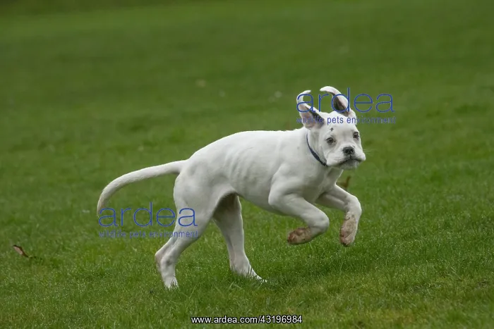 : White Boxer dog puppy outdoors : White Boxer dog puppy outdoors