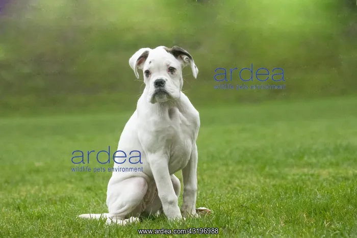 : White Boxer dog puppy outdoors : White Boxer dog puppy outdoors