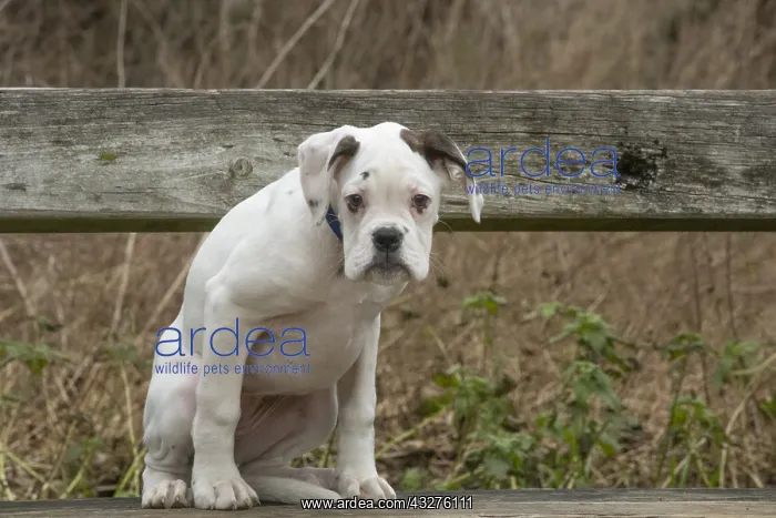 : White Boxer dog puppy outdoors : White Boxer dog puppy outdoors