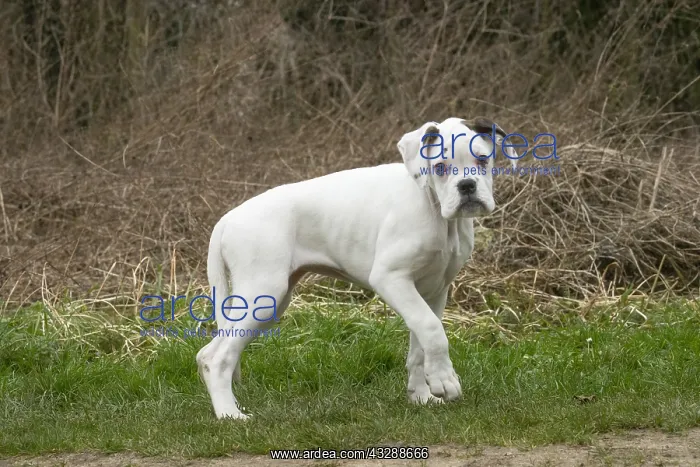  : White Boxer dog puppy outdoors
