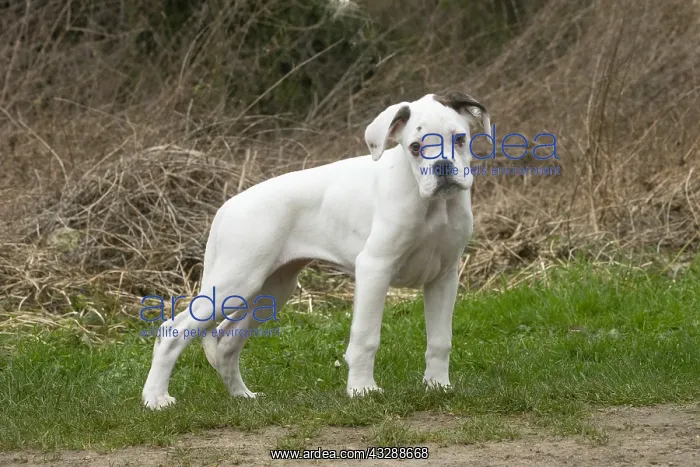 : White Boxer dog puppy outdoors : White Boxer dog puppy outdoors