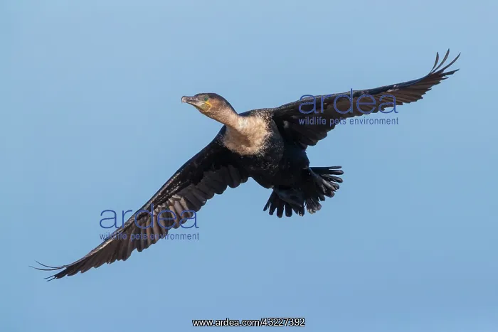 : White-breasted Cormorant (Phalacrocorax lucidus) : White-breasted Cormorant (Phalacrocorax lucidus)