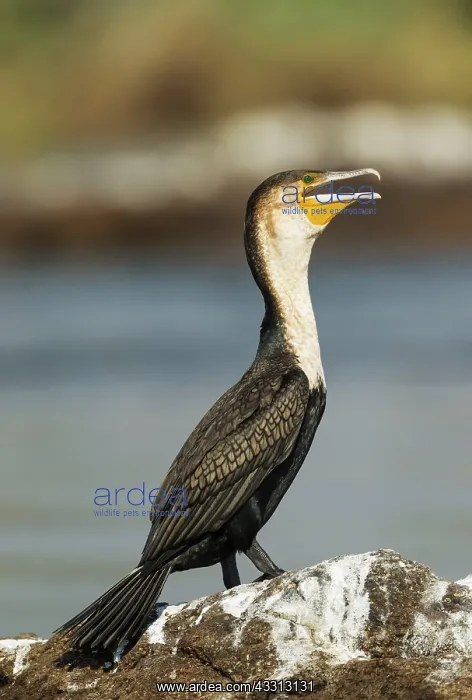 : White-breasted Cormorant - on a rock island in the : White-breasted Cormorant - on a rock island in the