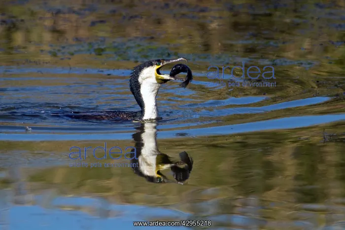 : White-breasted Cormorant swallowing recently caught : White-breasted Cormorant swallowing recently caught