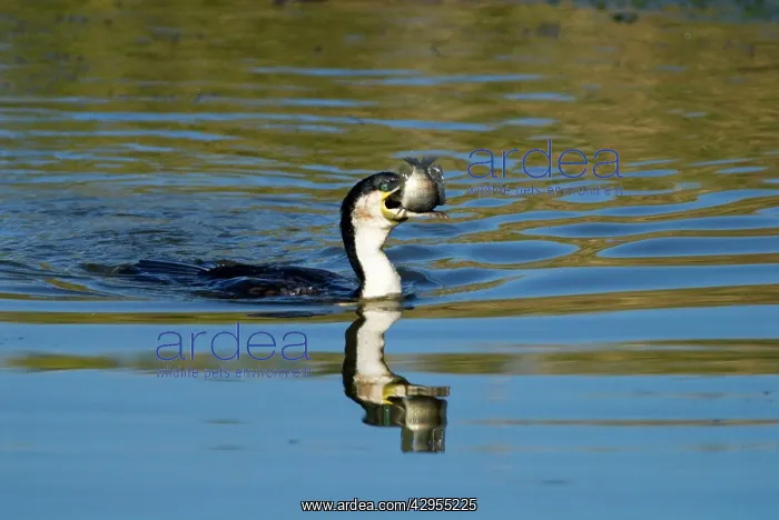  : White-breasted Cormorant swallowing recently caught