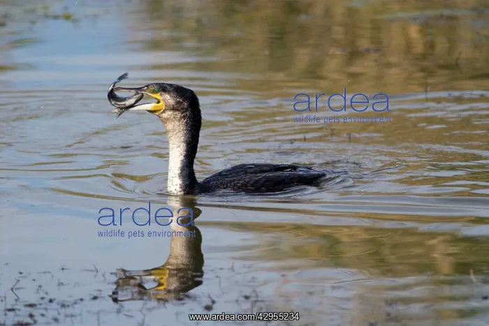 : White-breasted Cormorant swallowing recently caught : White-breasted Cormorant swallowing recently caught