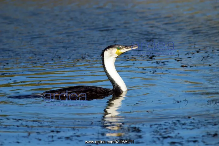 : White-breasted Cormorant on water : White-breasted Cormorant on water