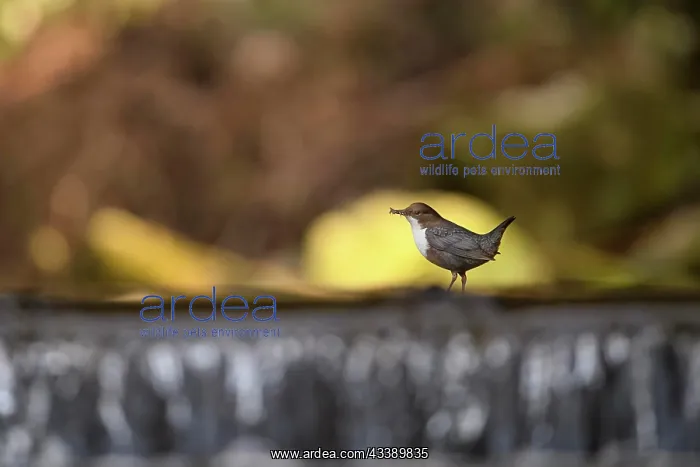 : White-breasted dipper (Cinclus cinclus), adult : White-breasted dipper (Cinclus cinclus), adult