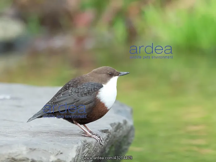 : White-breasted dipper (Cinclus cinclus) in biotope : White-breasted dipper (Cinclus cinclus) in biotope