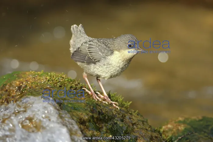 : White breasted dipper (Cinclus cinclus) almost fledged : White breasted dipper (Cinclus cinclus) almost fledged