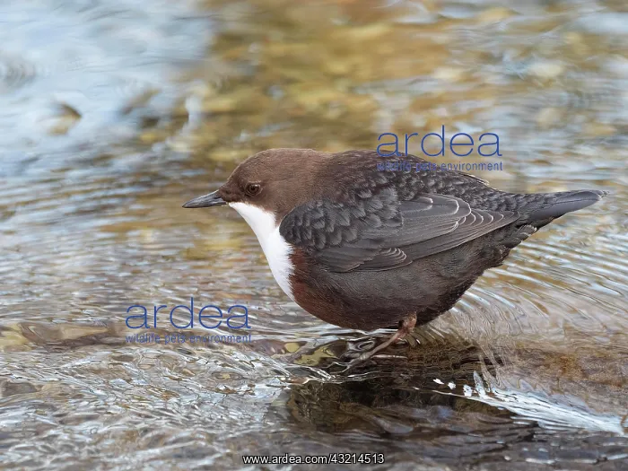 : White-breasted dipper (Cinclus cinclus) foraging : White-breasted dipper (Cinclus cinclus) foraging