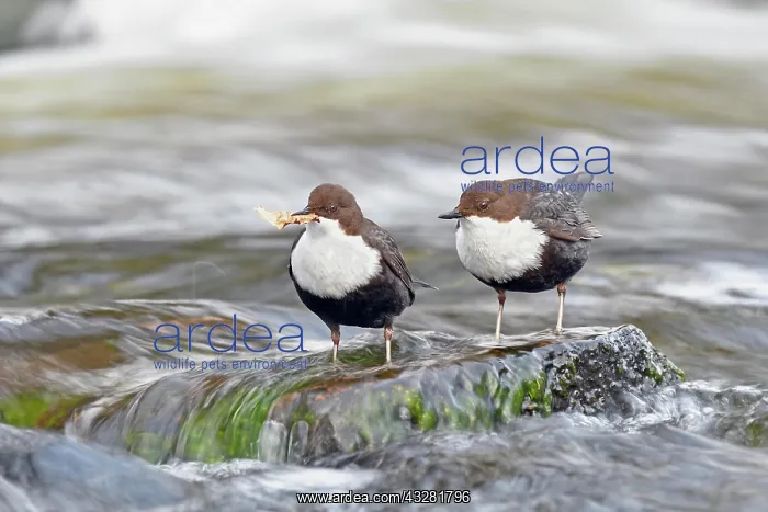 : White-breasted dippers (Cinclus cinclus ), Splendid : White-breasted dippers (Cinclus cinclus ), Splendid
