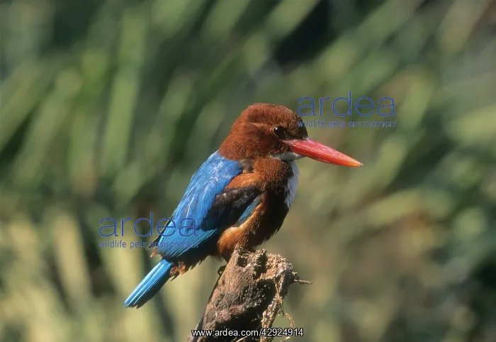 : White breasted kingfisher : White breasted kingfisher