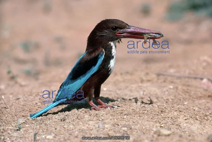 : White-Breasted Kingfisher : White-Breasted Kingfisher
