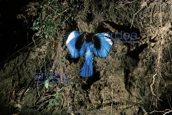 : White-breasted kingfisher - flying to nest hole : White-breasted kingfisher - flying to nest hole