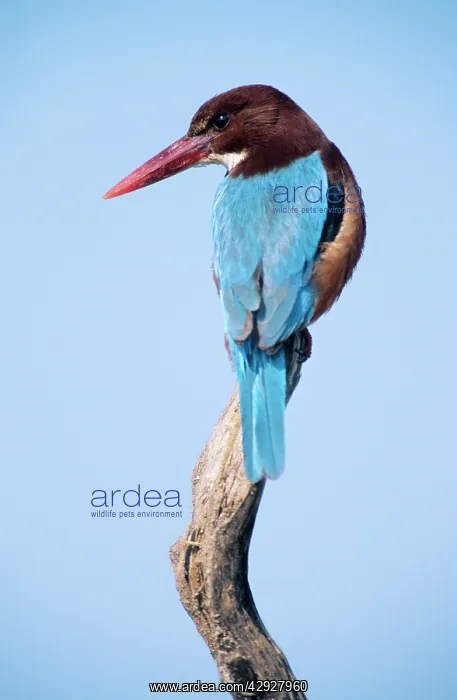 : White-Breasted KINGFISHER - On the lookout for prey : White-Breasted KINGFISHER - On the lookout for prey