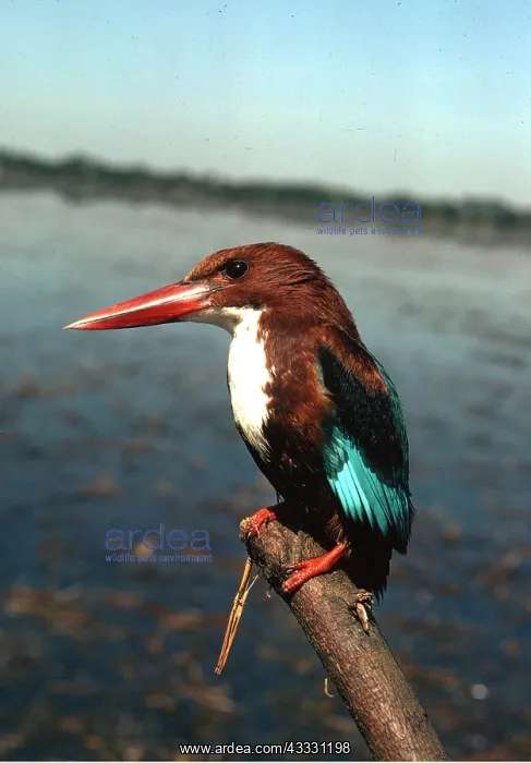 : White-Breasted Kingfisher - perching on branch : White-Breasted Kingfisher - perching on branch