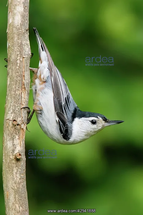 : White-breasted Nuthatch : White-breasted Nuthatch