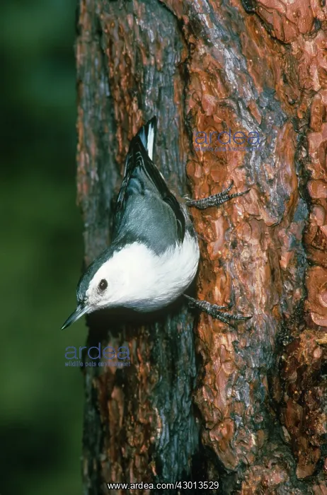 : White-breasted Nuthatch : White-breasted Nuthatch