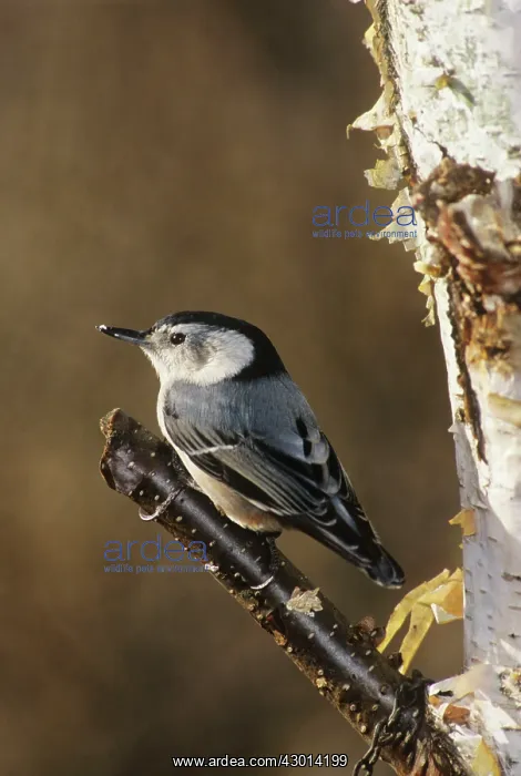 : White-breasted Nuthatch : White-breasted Nuthatch