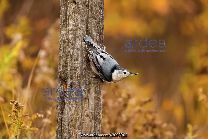 : White-Breasted Nuthatch : White-Breasted Nuthatch