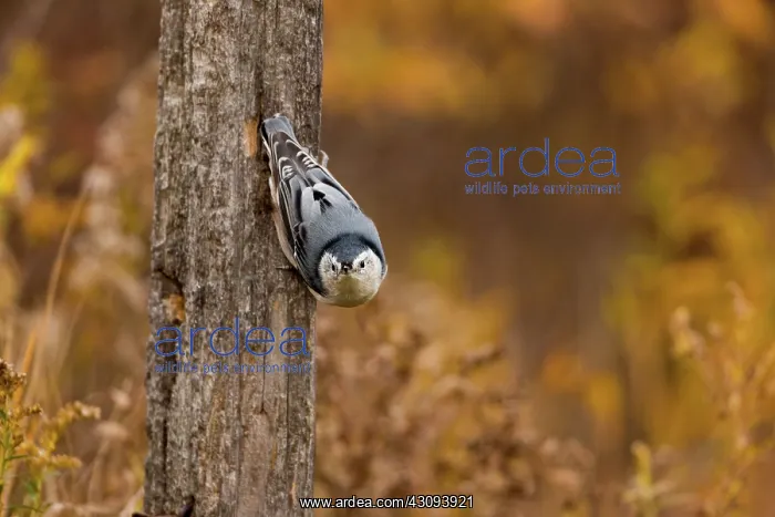  : White-Breasted Nuthatch
