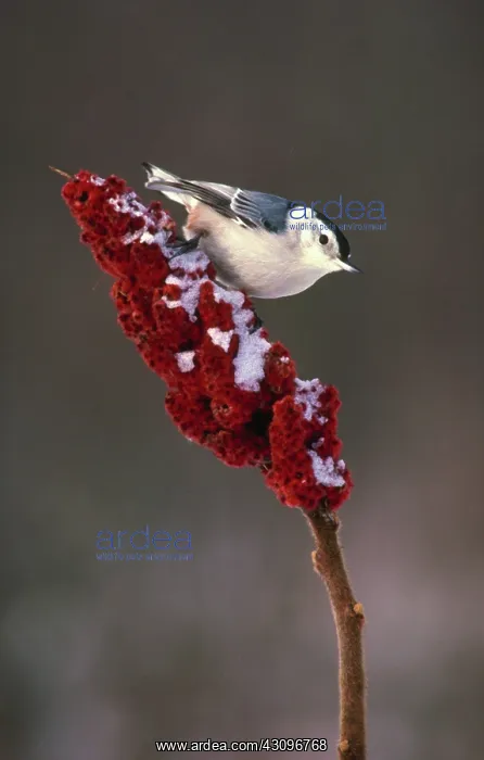 : White breasted nuthatch : White breasted nuthatch