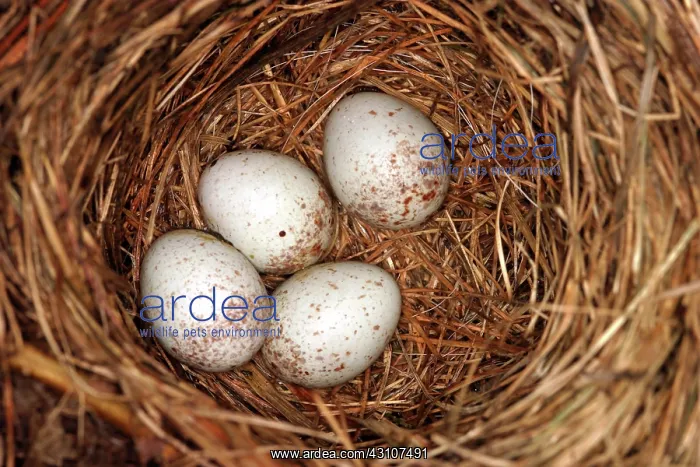 : White-breasted Nuthatch Eggs : White-breasted Nuthatch Eggs
