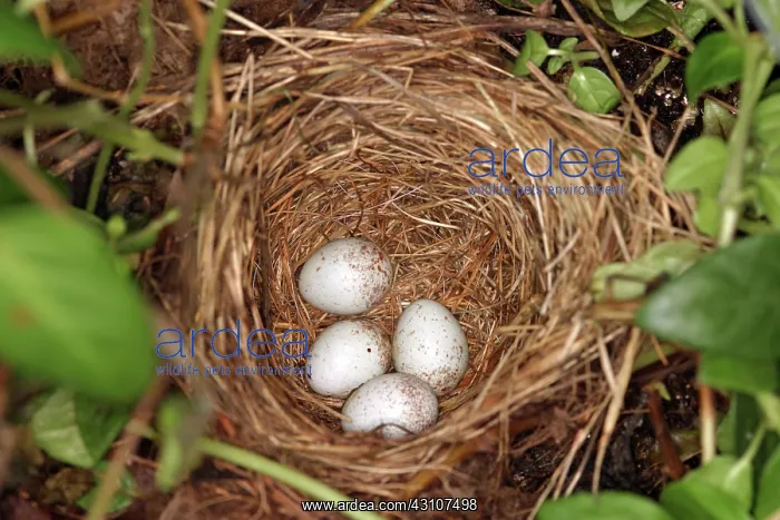 : White-breasted Nuthatch Eggs : White-breasted Nuthatch Eggs
