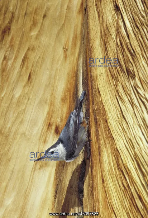 : White-breasted nuthatch on whitebark pine : White-breasted nuthatch on whitebark pine