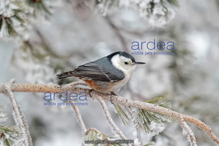 : White-breasted Nuthatch - in winter snow : White-breasted Nuthatch - in winter snow