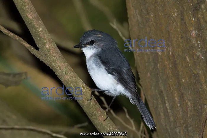 : White-breasted Robin : White-breasted Robin