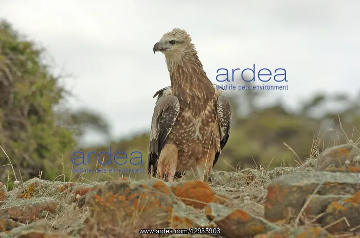 : White-breasted sea-eagle - juvenile : White-breasted sea-eagle - juvenile