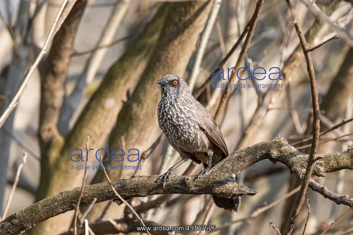 : White-breasted Thrush Jay or Brown Thrush (Turdoides jardineii) : White-breasted Thrush Jay or Brown Thrush (Turdoides jardineii)