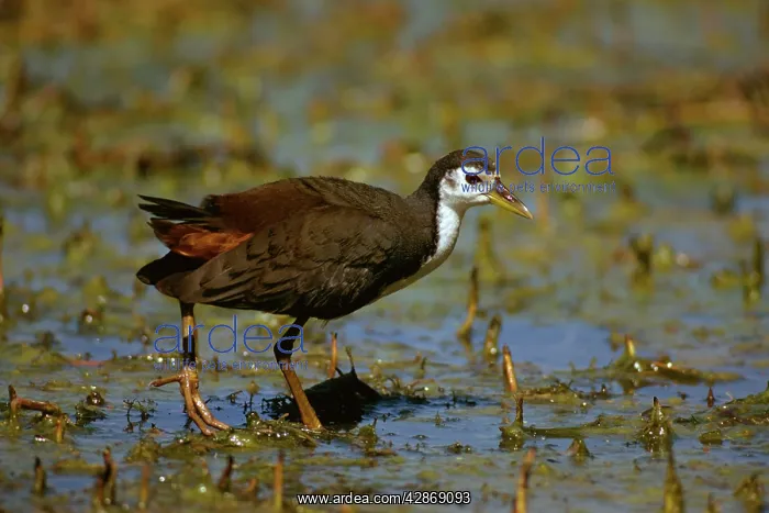 : White-breasted Waterhen : White-breasted Waterhen