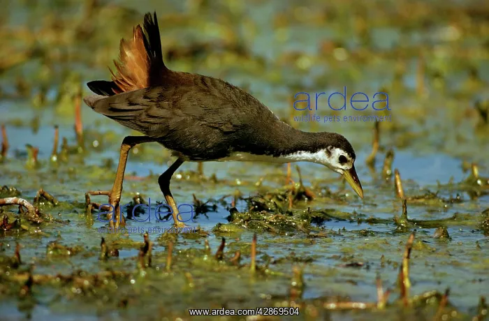 : White-breasted Waterhen : White-breasted Waterhen