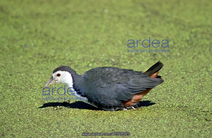 : WHITE-BREASTED WATERHEN : WHITE-BREASTED WATERHEN
