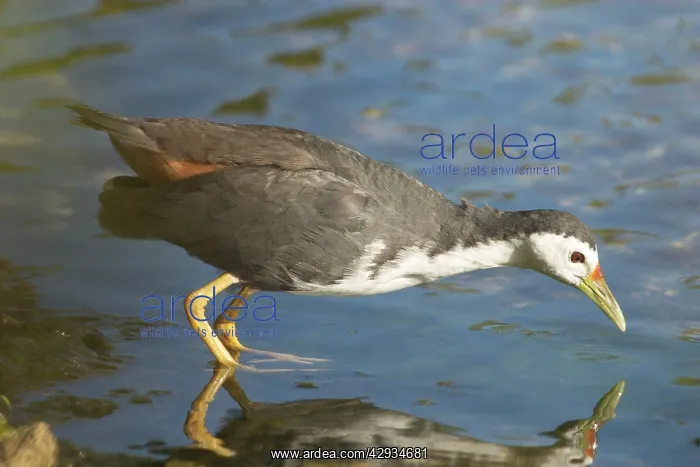 : White-breasted Waterhen : White-breasted Waterhen
