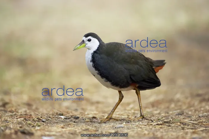 : White-Breasted Waterhen : White-Breasted Waterhen