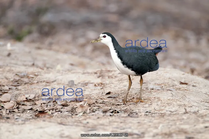 : White-breasted waterhen - standing on bank : White-breasted waterhen - standing on bank