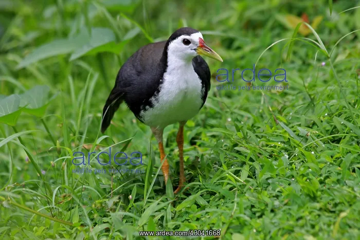 : White-breasted Waterhen White-breasted Waterhen : White-breasted Waterhen White-breasted Waterhen