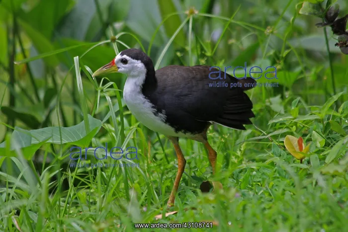 : White-breasted Waterhen White-breasted Waterhen : White-breasted Waterhen White-breasted Waterhen