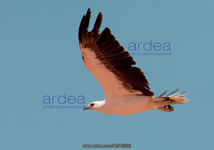  : White-breasted  /  White-bellied Sea-Eagle